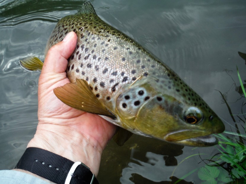 Probably a wild Avon trout